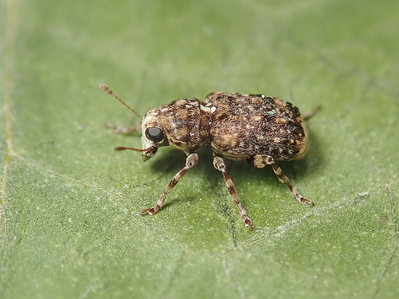 Anthribidae: Dissoleucas niveirostris ? S !